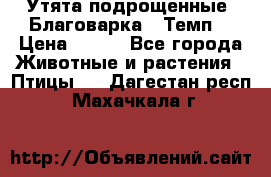 Утята подрощенные “Благоварка“,“Темп“ › Цена ­ 100 - Все города Животные и растения » Птицы   . Дагестан респ.,Махачкала г.